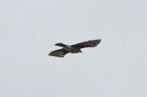 Jay, Blue, 2018-05173742  Parker River NWR, MA